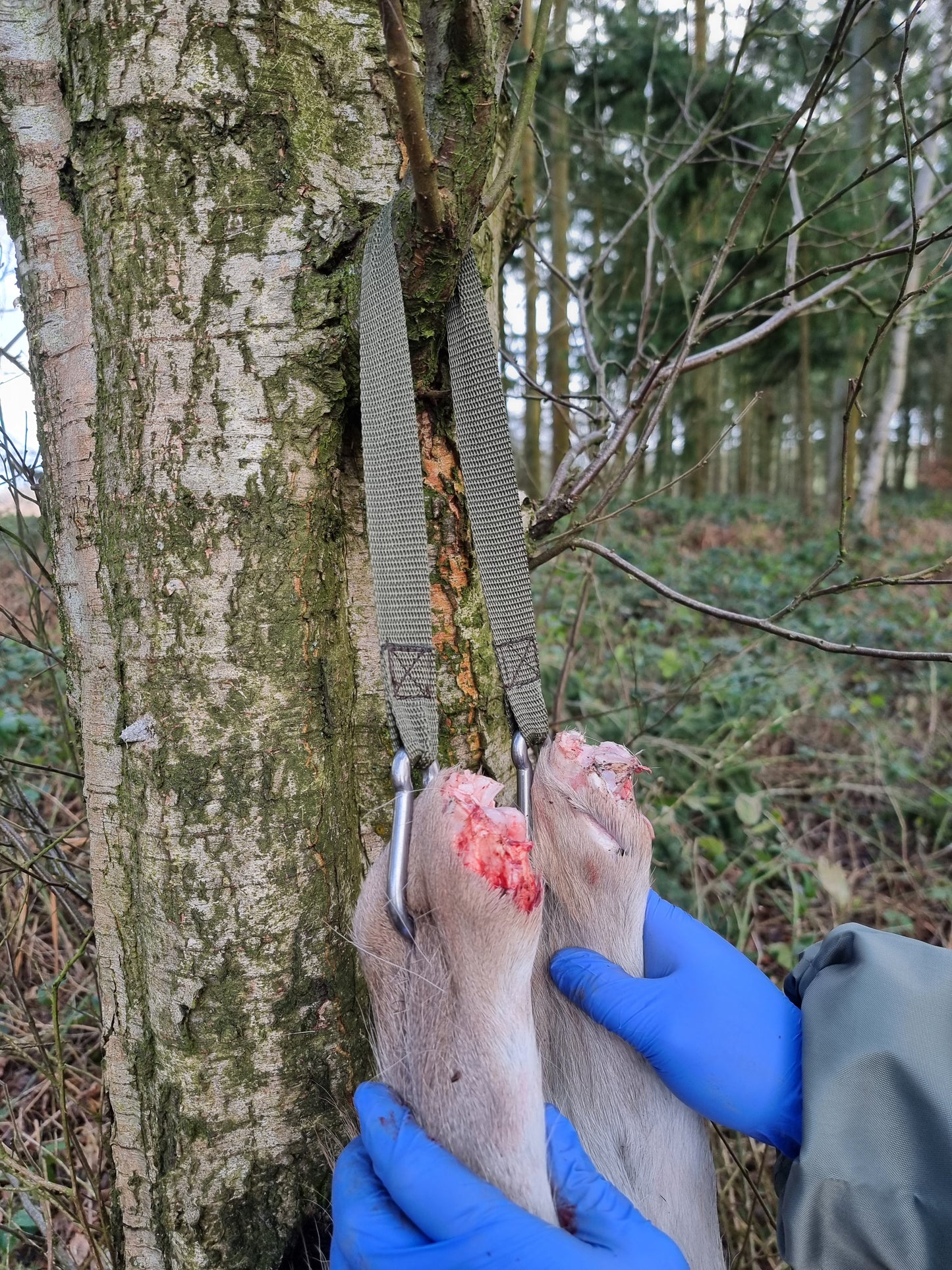 Green material gambrel for hanging a carcess, providing strong support without bulk