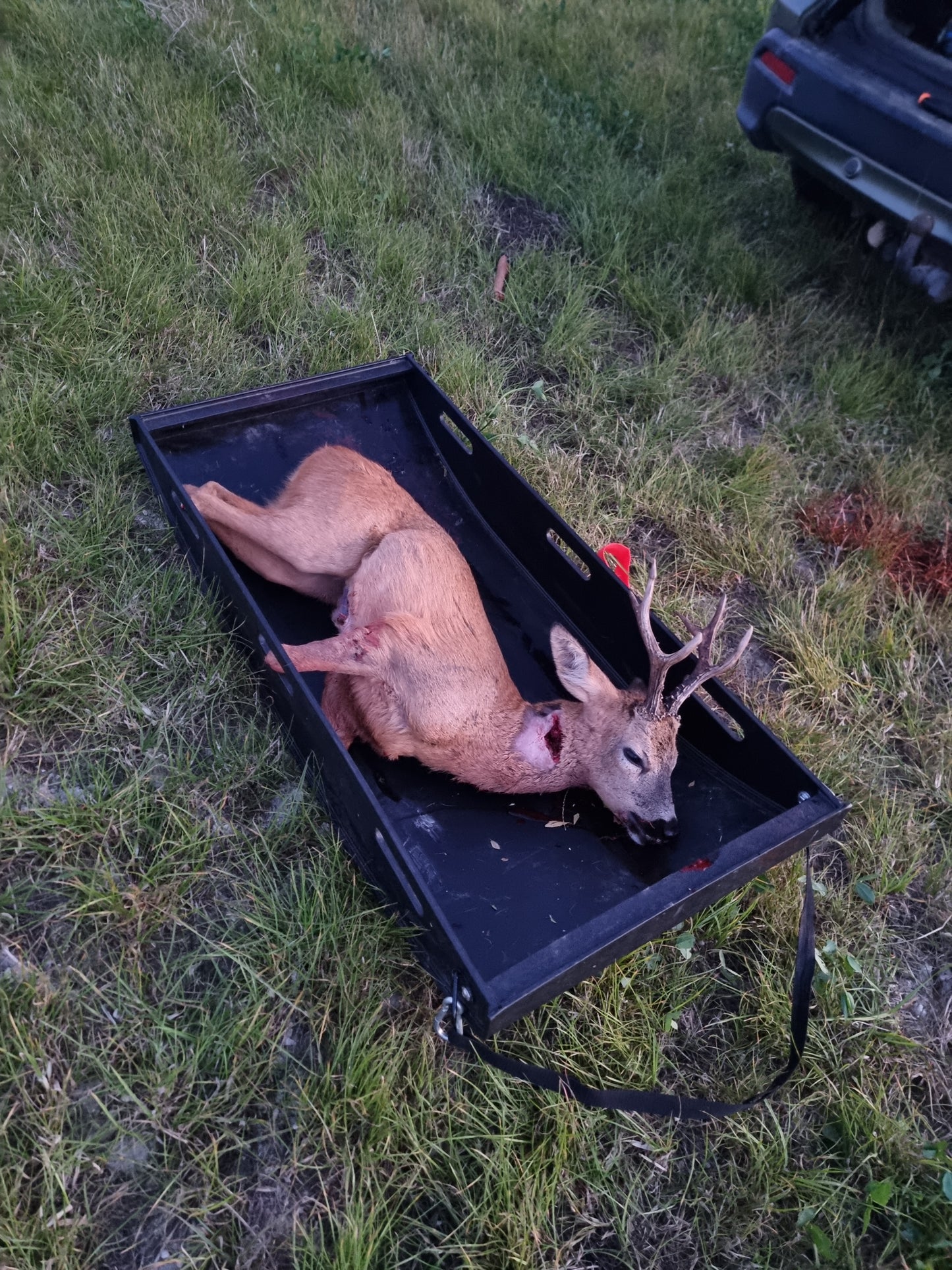 Deer Recovery / Drag Sled from Animal Transit Boxes, a durable, lightweight thermoplastic sled with rugged underside runners for smooth movement over rough terrain