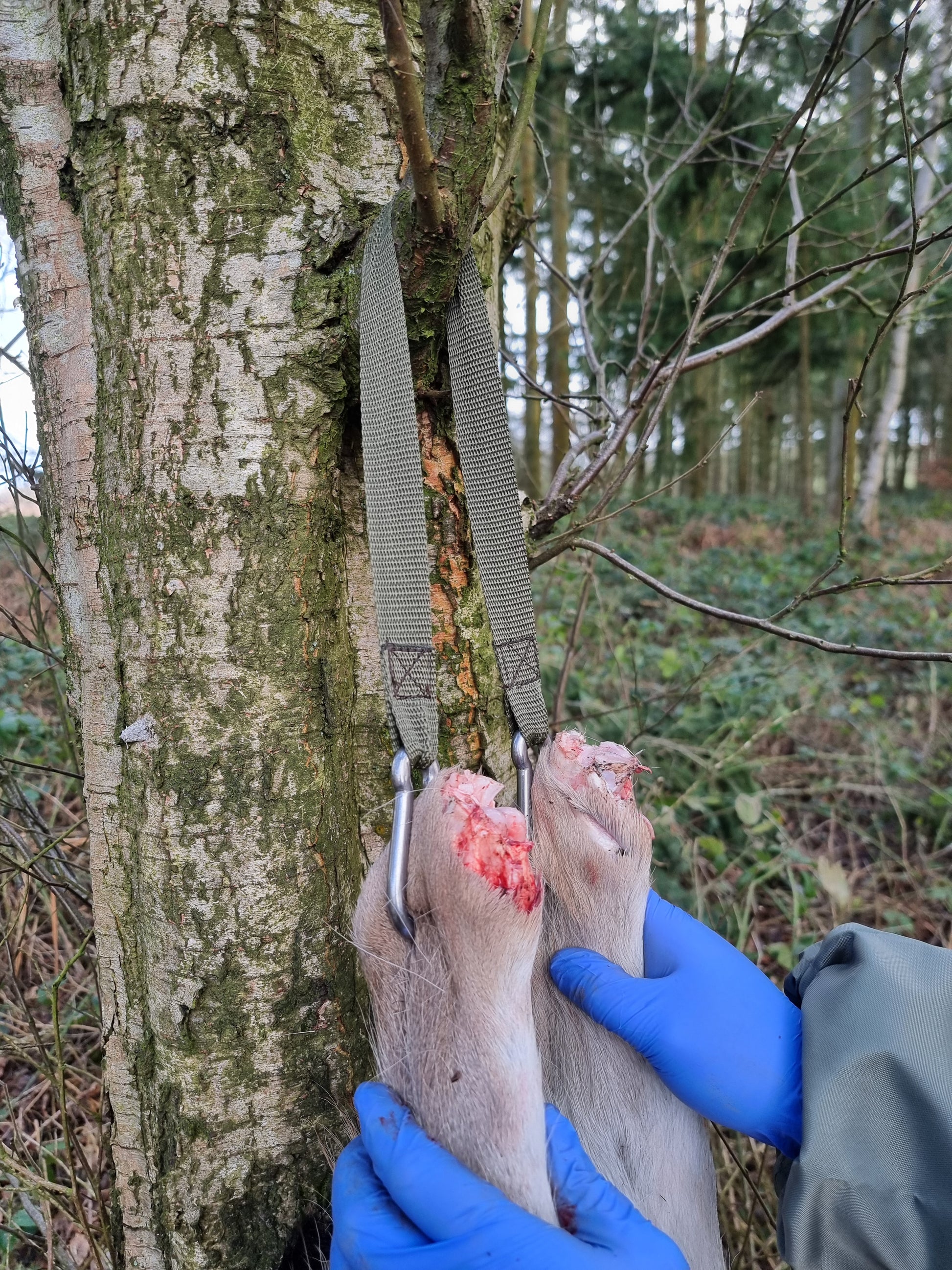 Green material gambrel for hanging a carcess, providing strong support without bulk